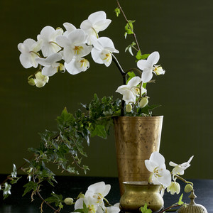 vit orkidé phalaenopsis i kruka