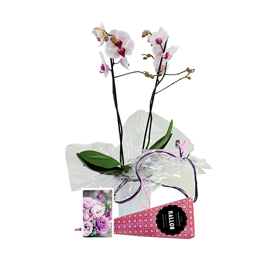 Lyxigt presentpaket med orkidé, choklad och kort
