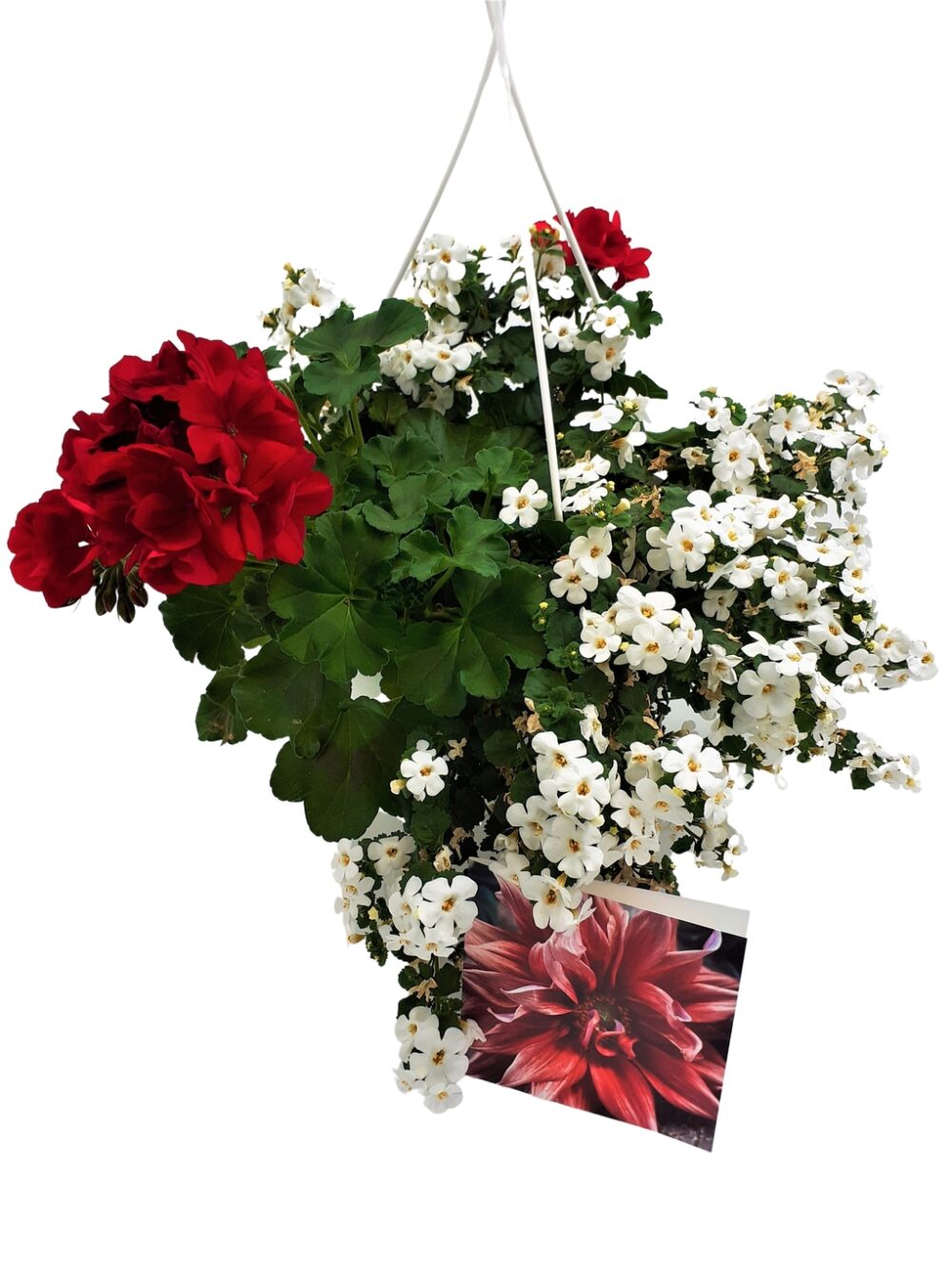 Ampel morsdag röda och vita blommor med kort