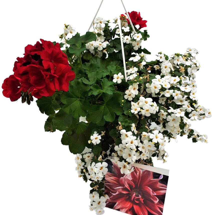 Ampel morsdag röda och vita blommor med kort