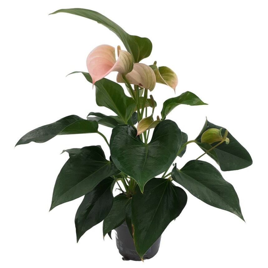 Ljusrosa anthurium i kruka