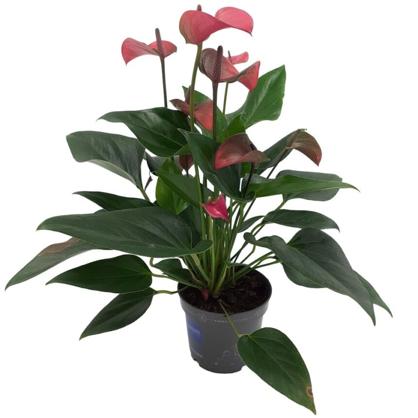 Mörkrosa Anthurium sensommarblomma i kruka.