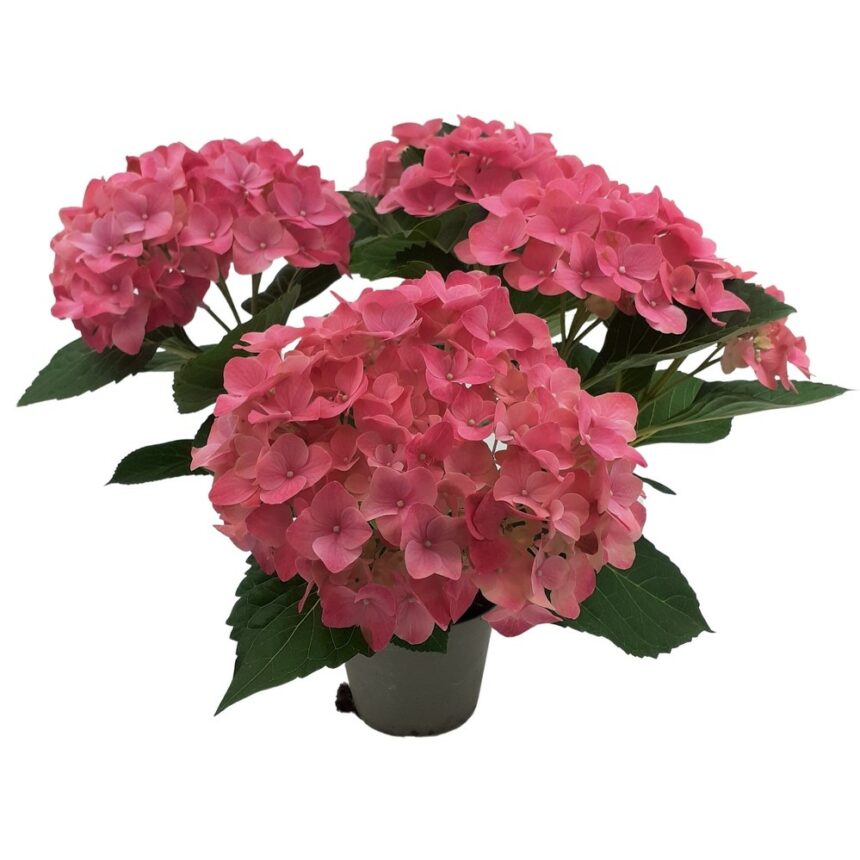 Rosa hortensia i kruka