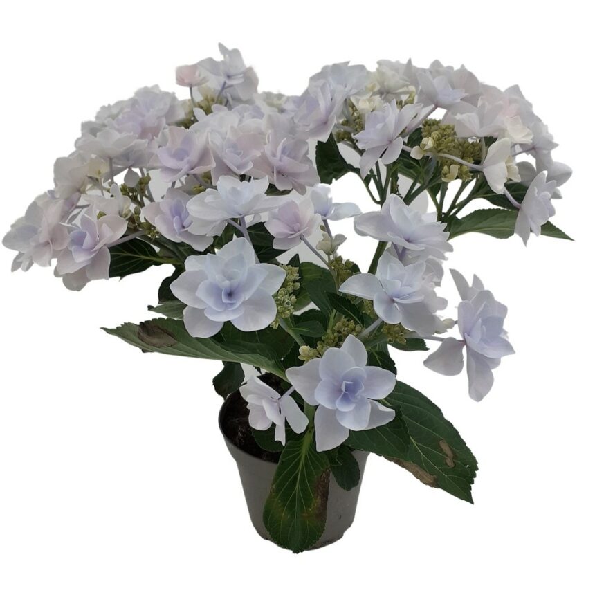 Vit hortensia i kruka