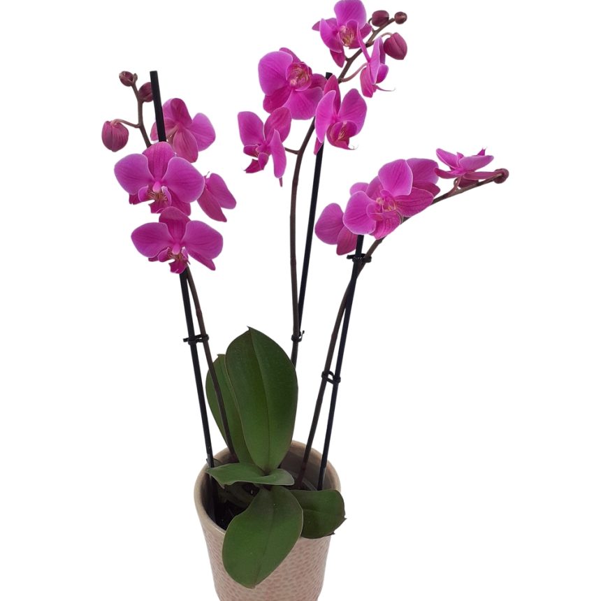 orkidé-kruka
