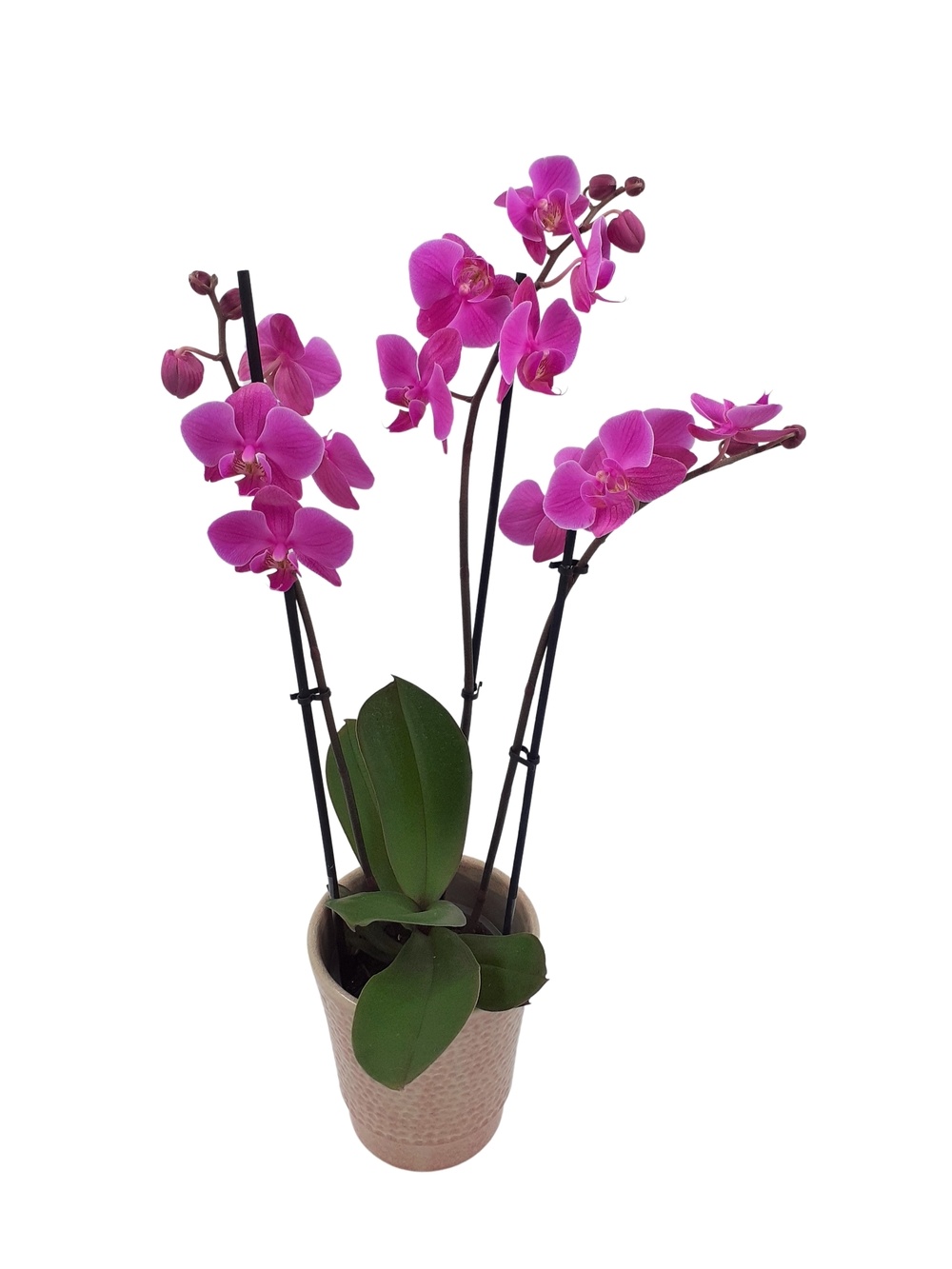 orkidé-kruka